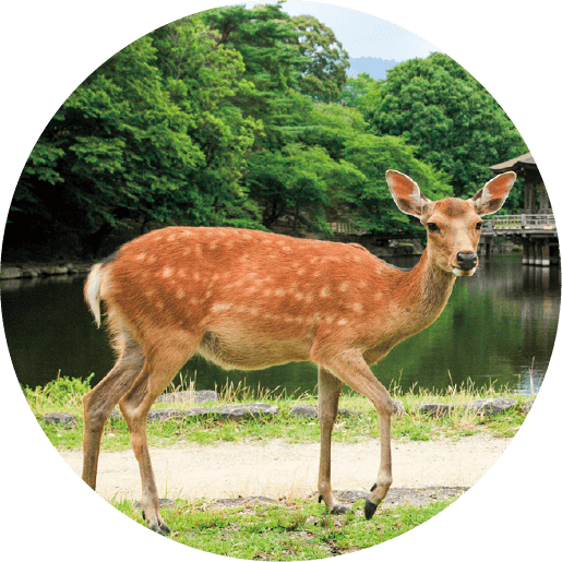 Nara Deer